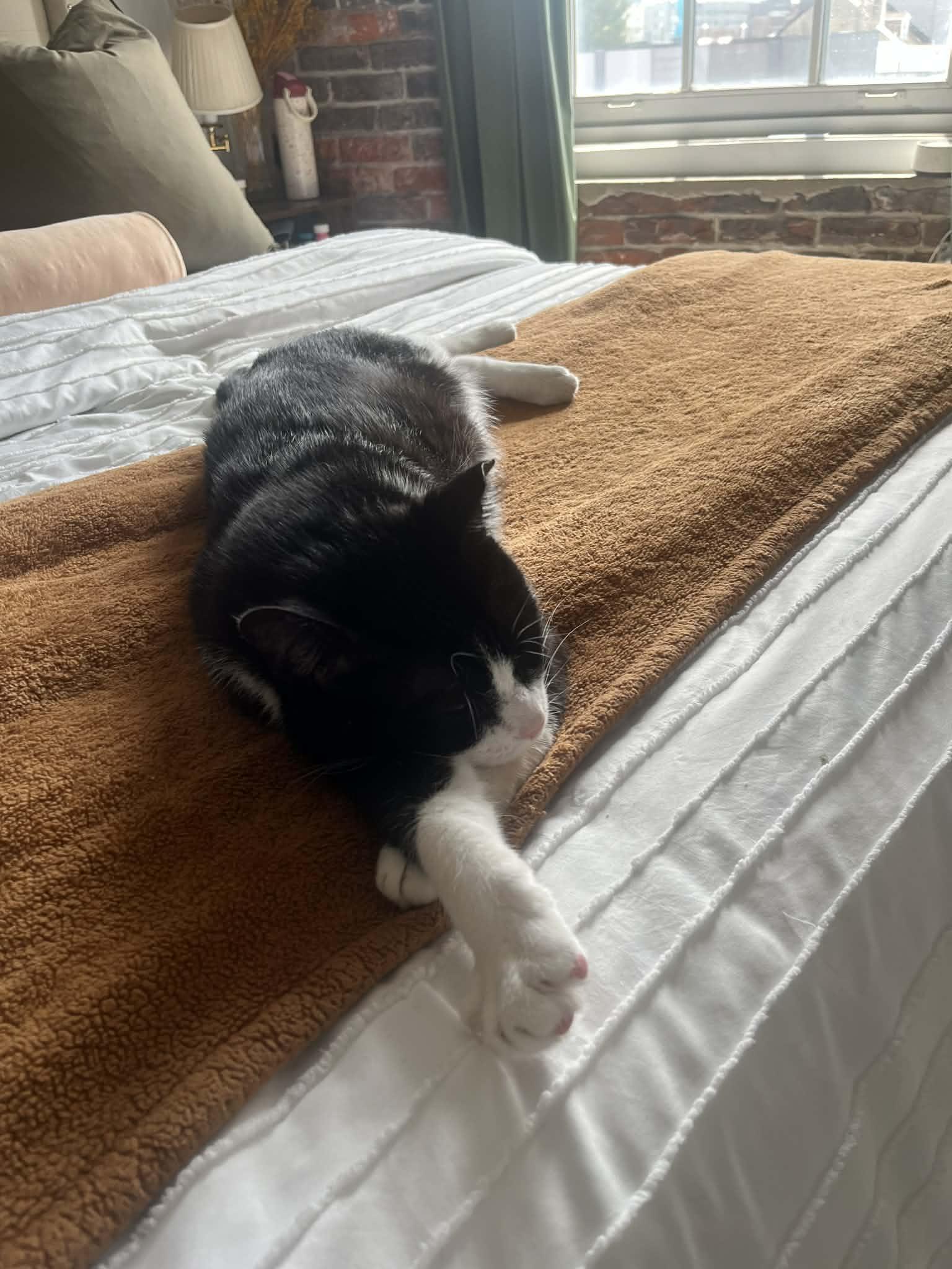 Enlarge Langston, a Adoptable mixed breed in Westville, NJ image 2/6