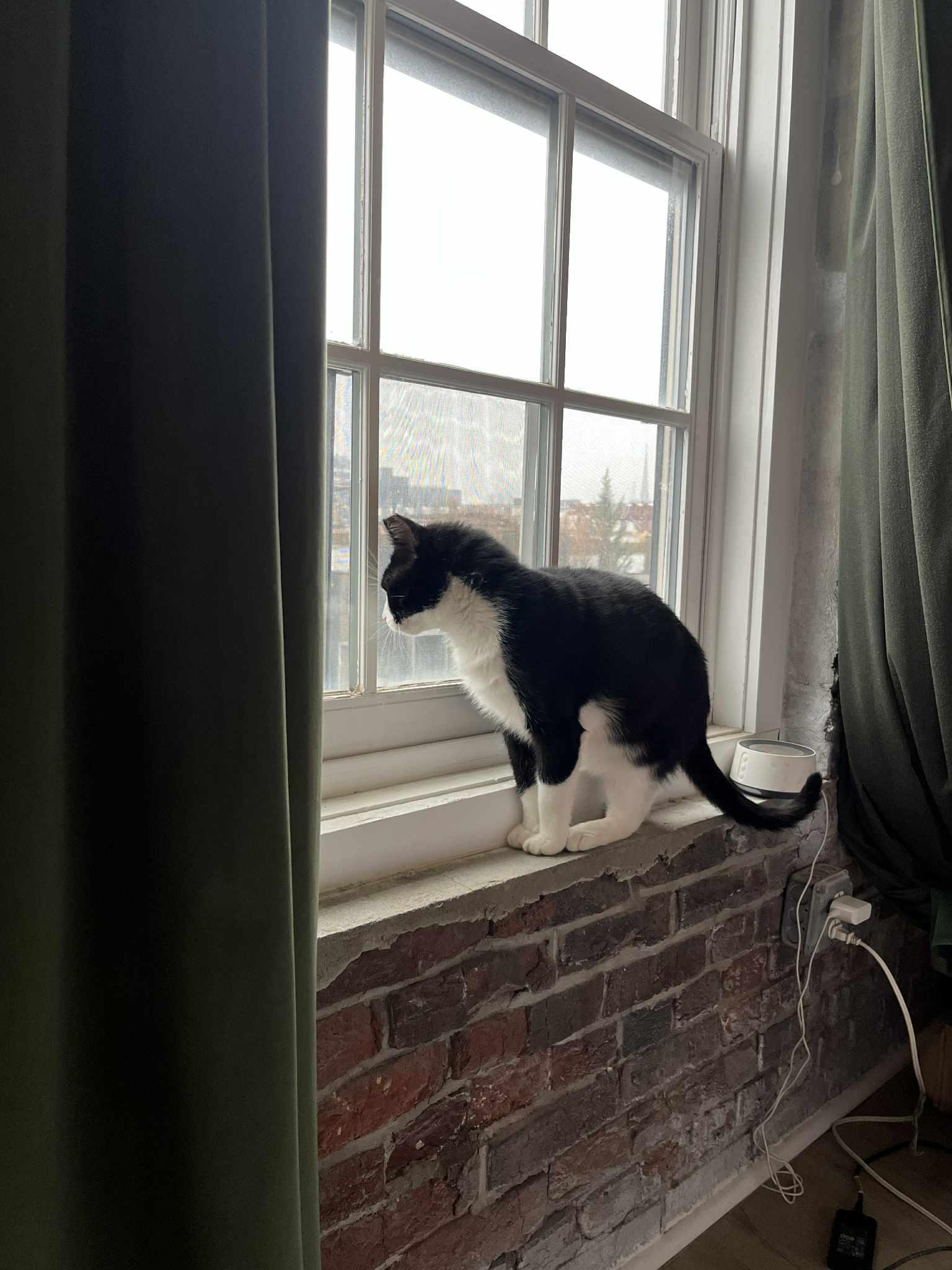 Enlarge Langston, a Adoptable mixed breed in Westville, NJ image 4/6