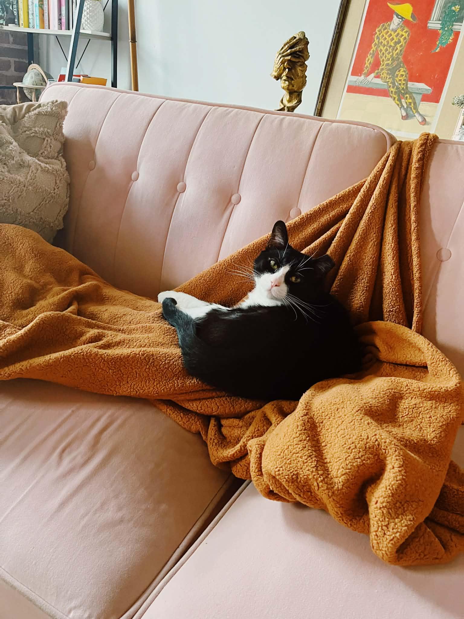 Langston, Adoptable, Young Male Domestic Short Hair.