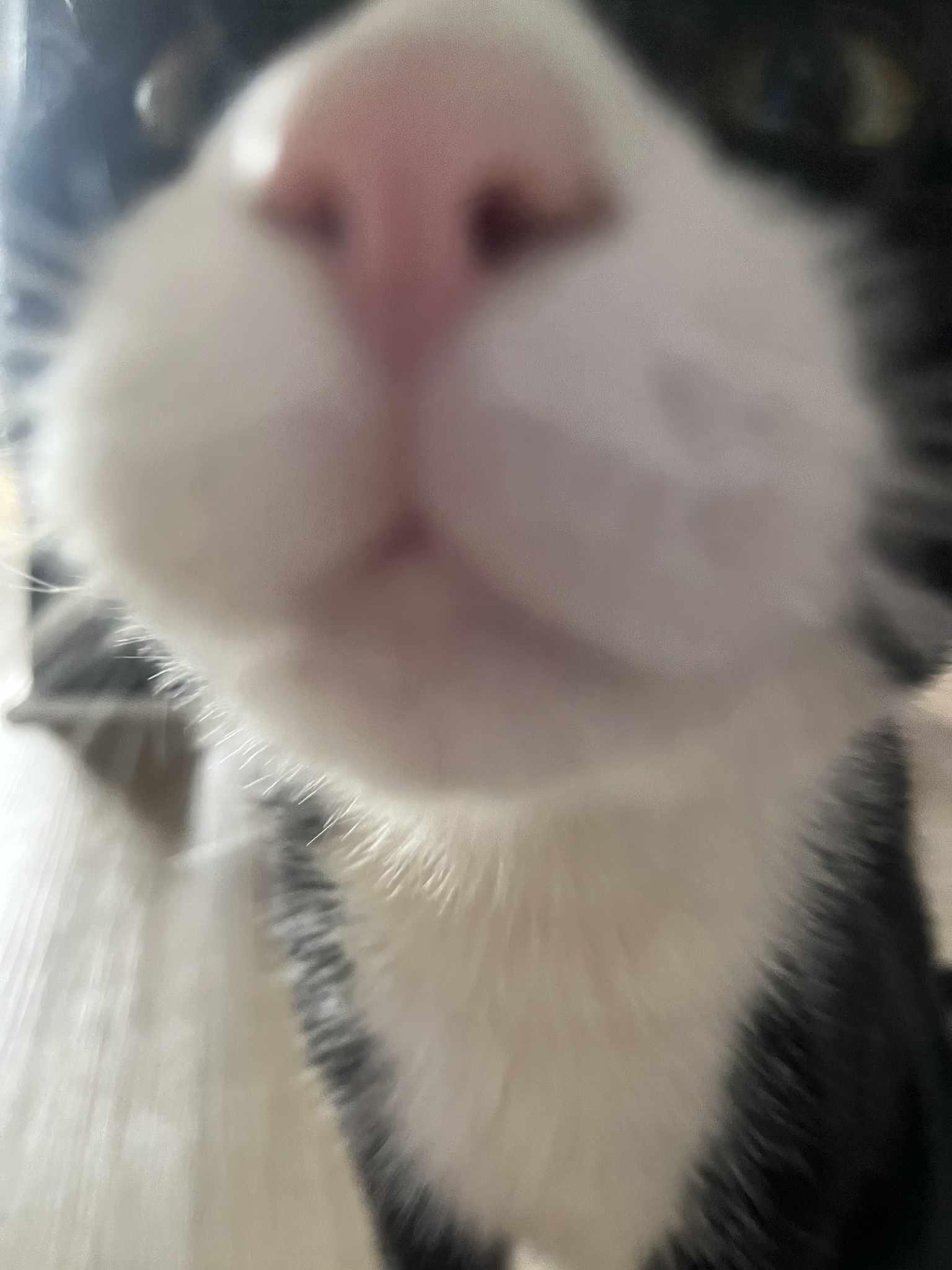 Enlarge Langston, a Adoptable mixed breed in Westville, NJ image 6/6