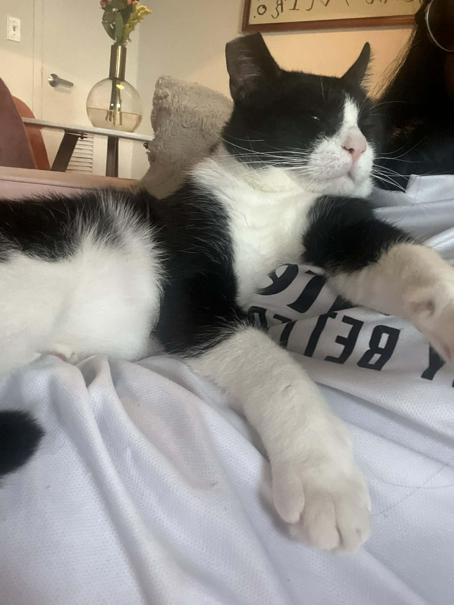 Enlarge Langston, a Adoptable mixed breed in Westville, NJ image 3/6