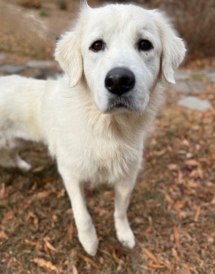 L'Oreal, Adoptable, Adult Female Great Pyrenees.