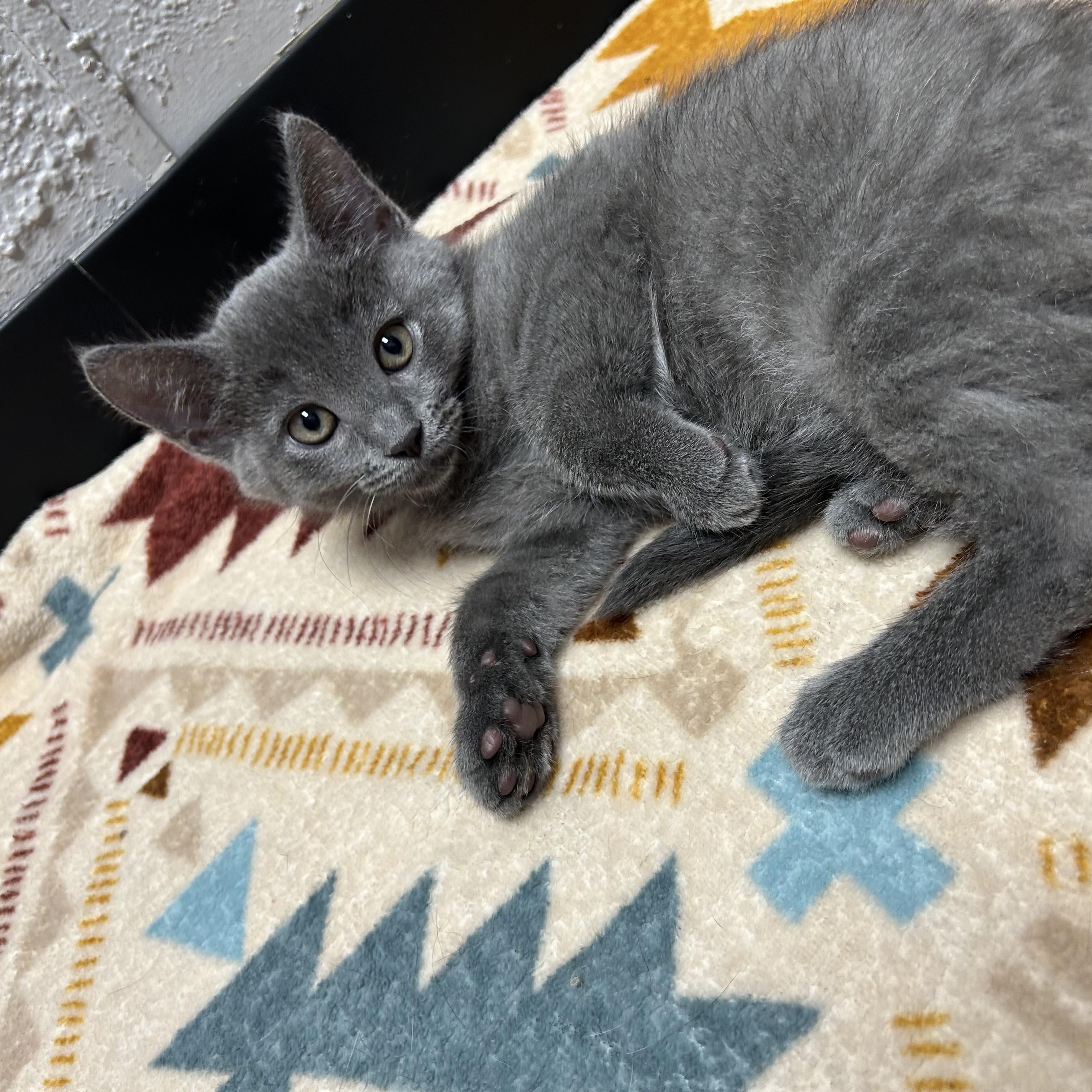 Enlarge Boo, a ADOPTABLE Domestic Short Hair in Walker, MI image 2/5