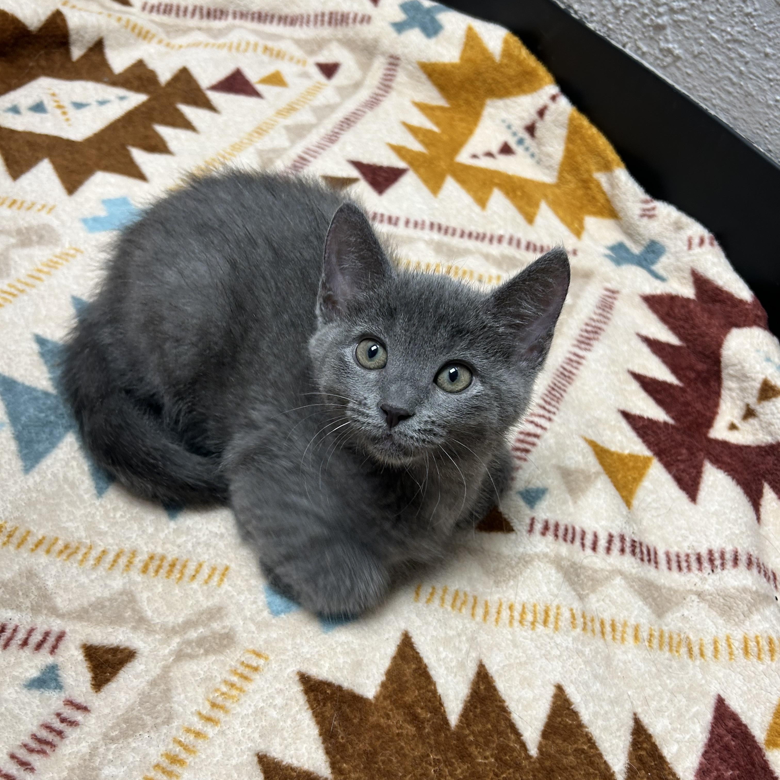 Enlarge Boo, a ADOPTABLE Domestic Short Hair in Walker, MI image 5/5