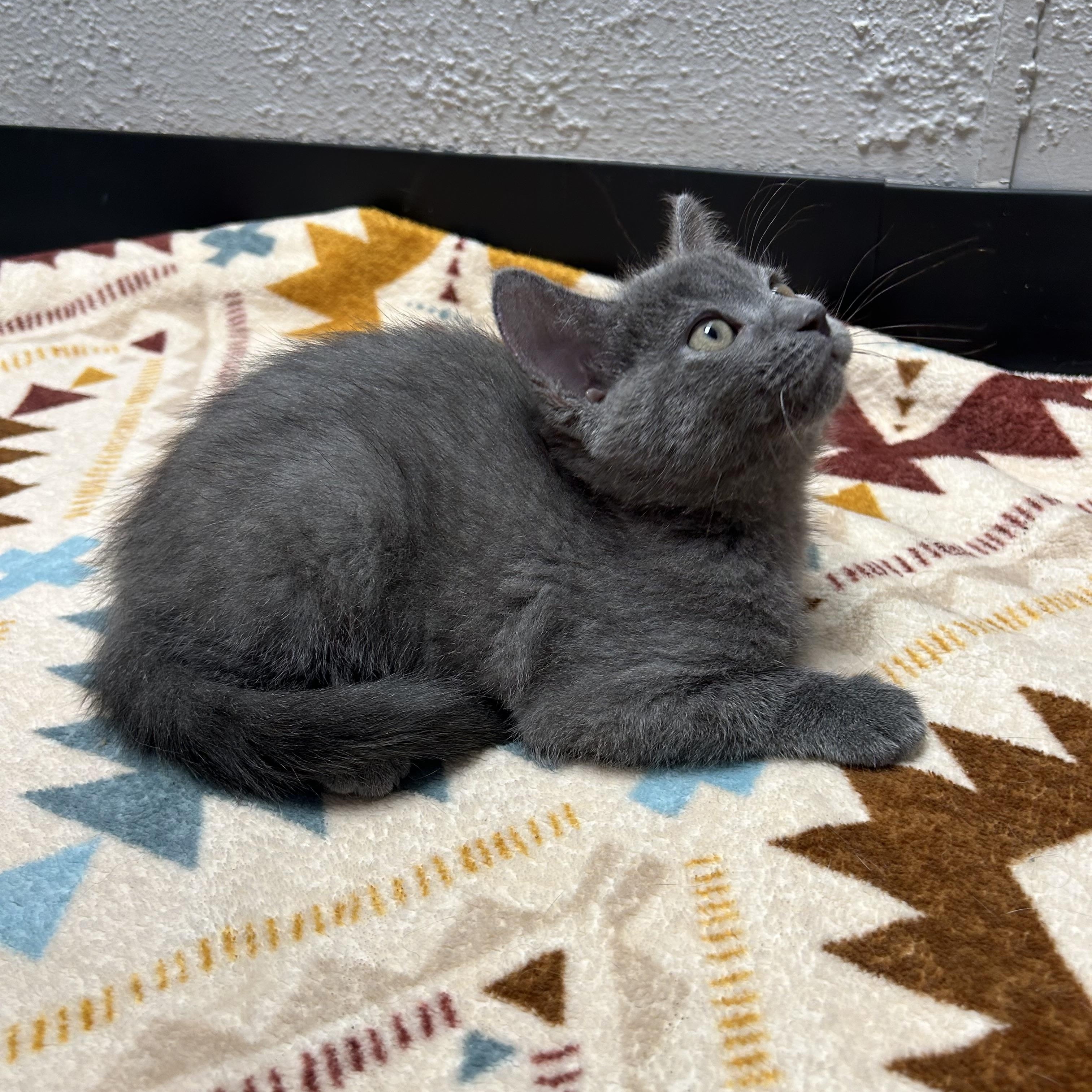 Enlarge Boo, a ADOPTABLE Domestic Short Hair in Walker, MI image 4/5