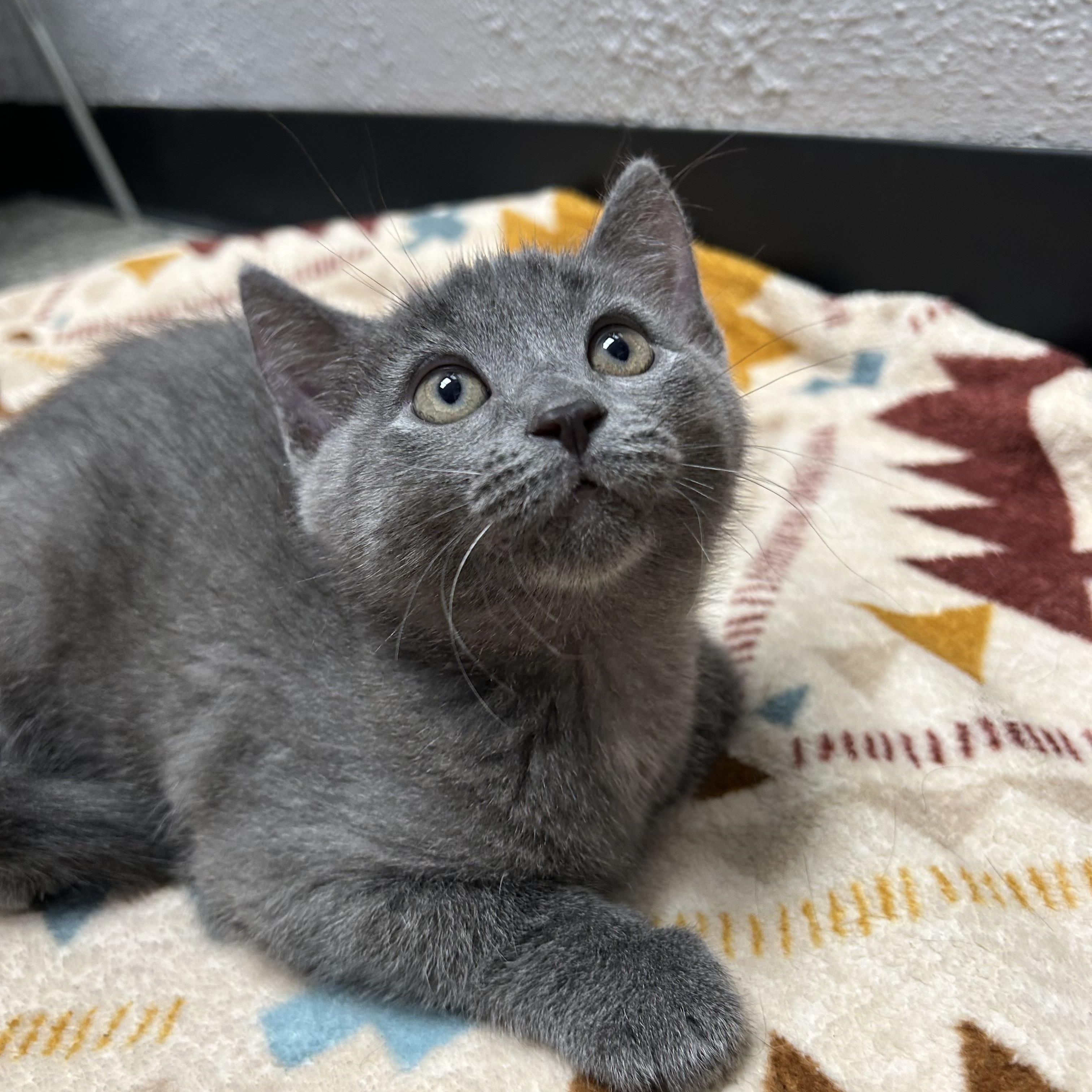 Enlarge Boo, a ADOPTABLE Domestic Short Hair in Walker, MI image 3/5