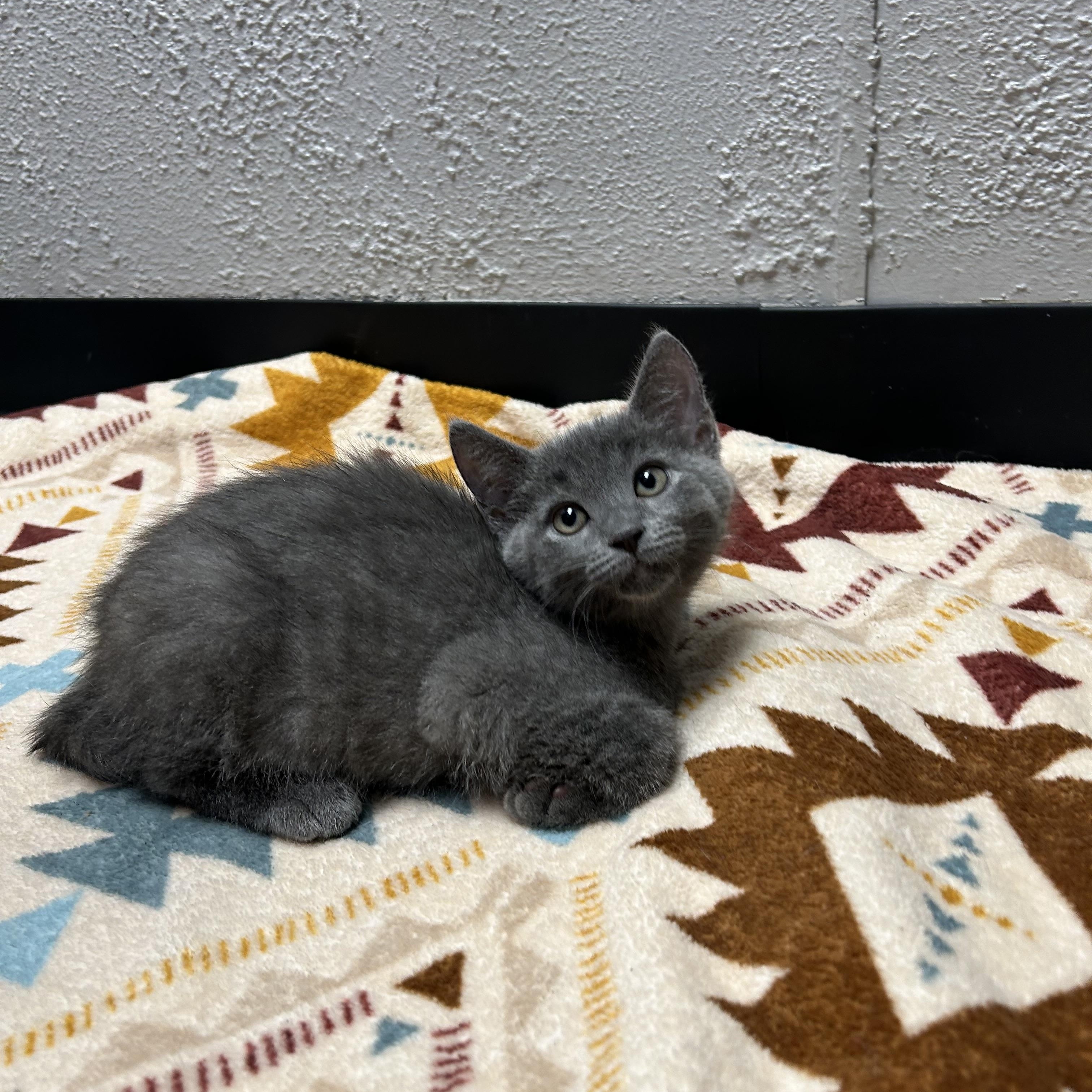 Boo, ADOPTABLE, Young Female Domestic Short Hair.