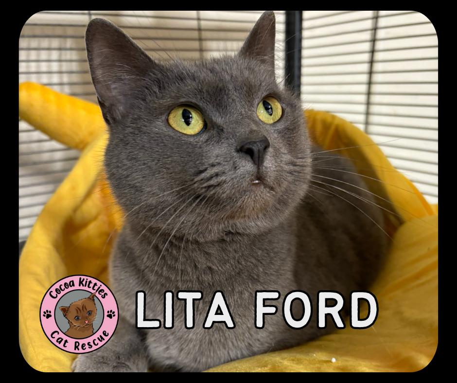Enlarge Lita Ford, a Adoptable mixed breed in Hershey, PA image 1/6