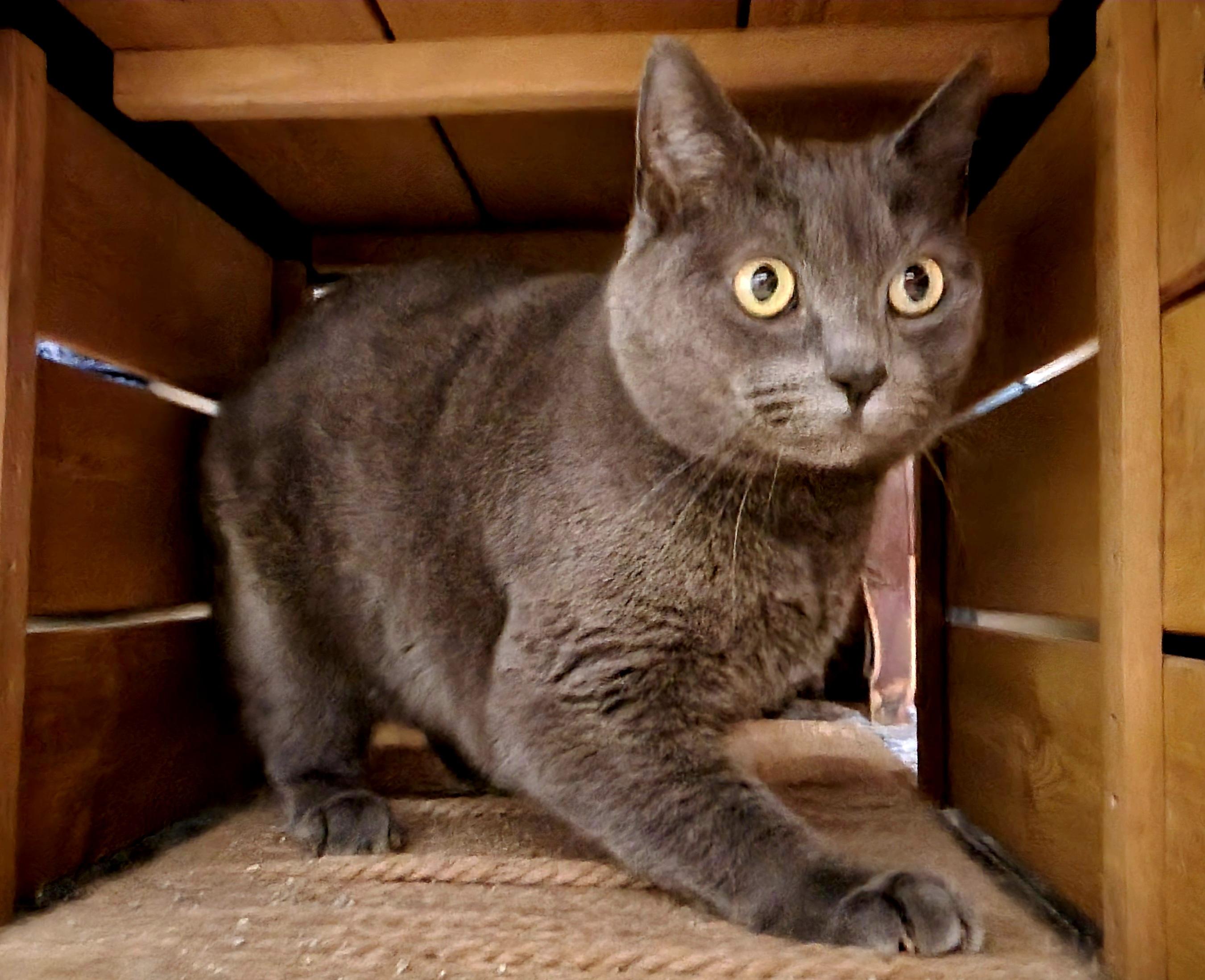 Enlarge Lita Ford, a Adoptable mixed breed in Hershey, PA image 4/6