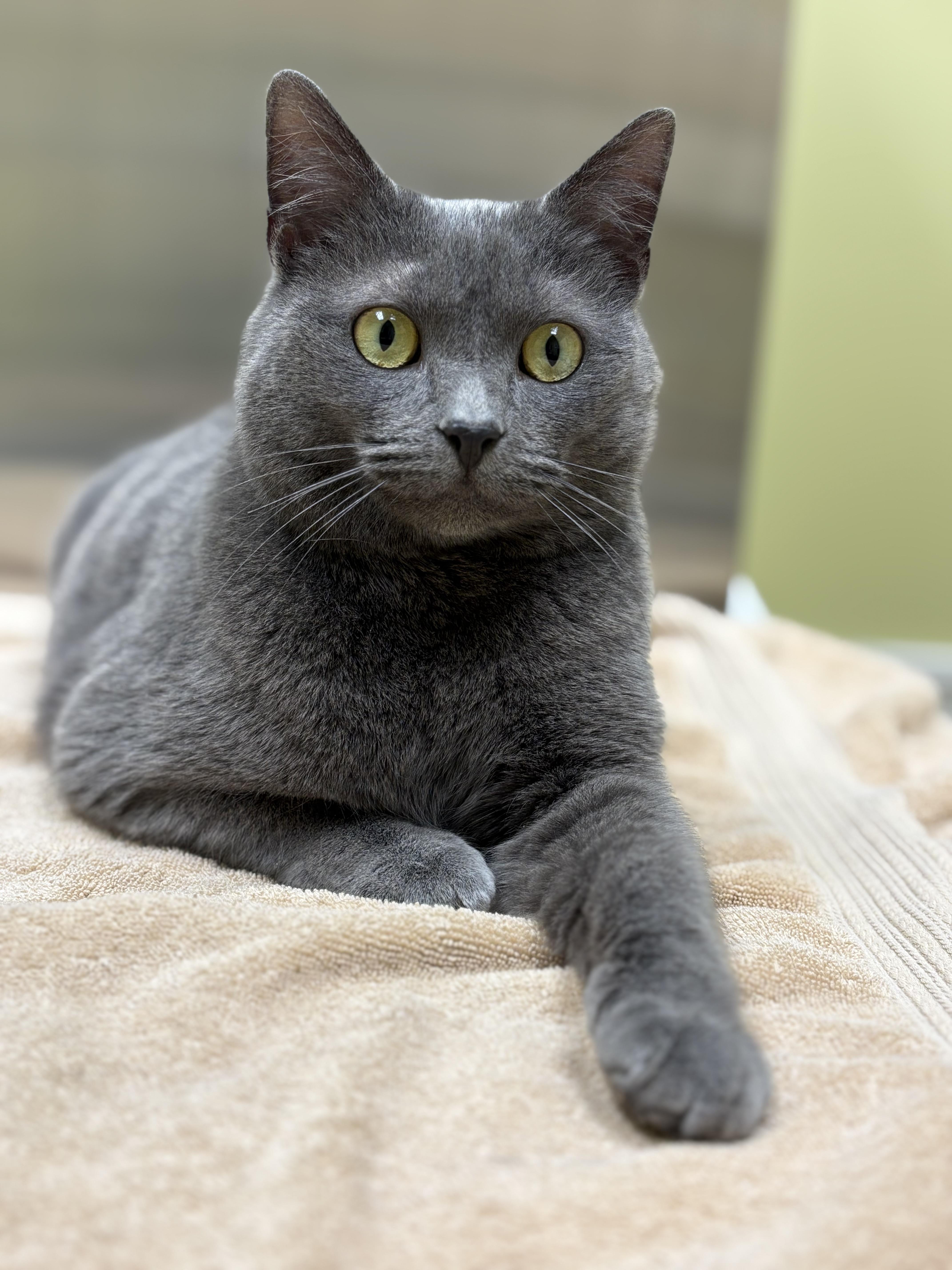 Enlarge Lita Ford, a Adoptable mixed breed in Hershey, PA image 5/6