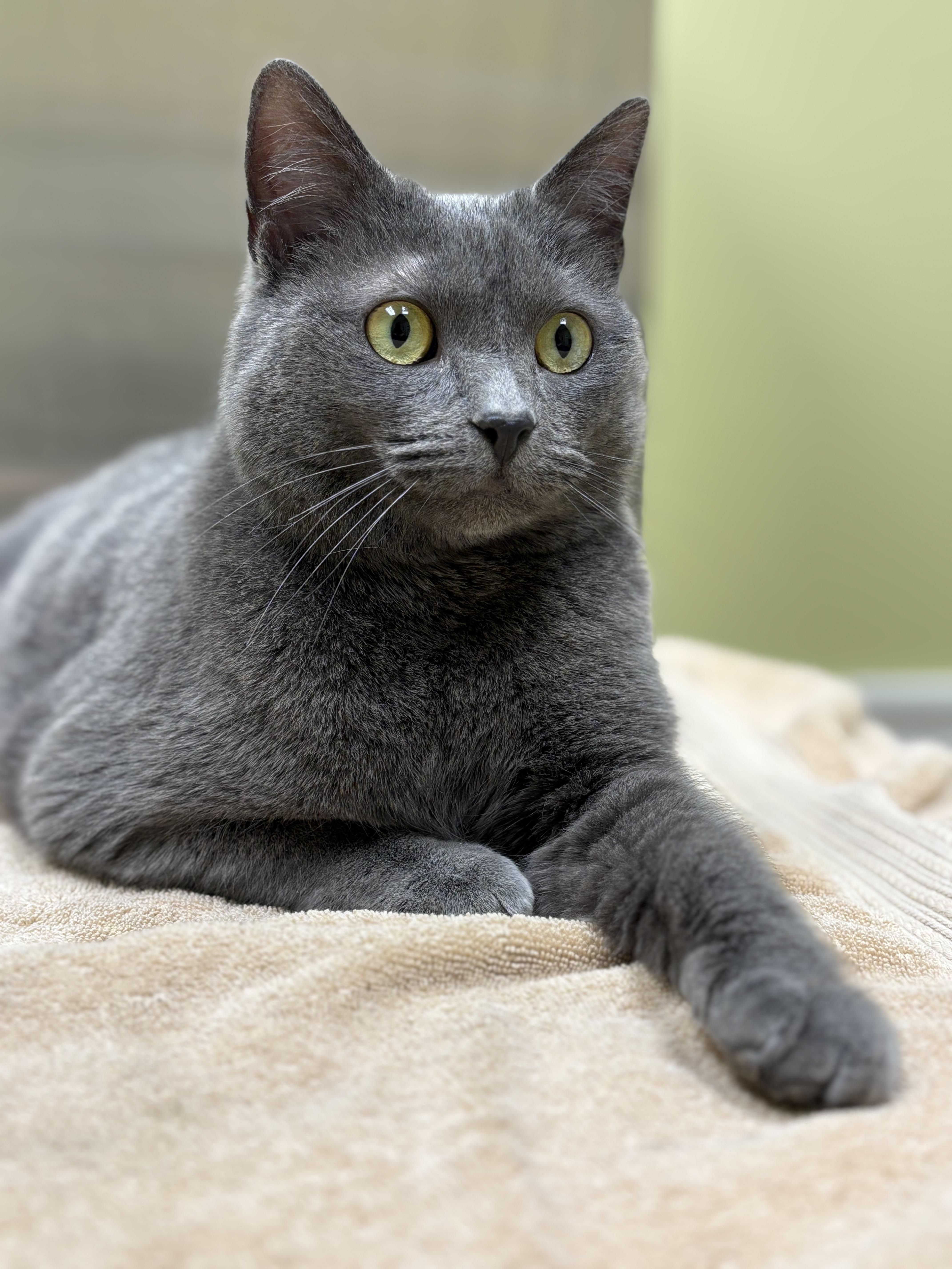 Enlarge Lita Ford, a Adoptable mixed breed in Hershey, PA image 2/6