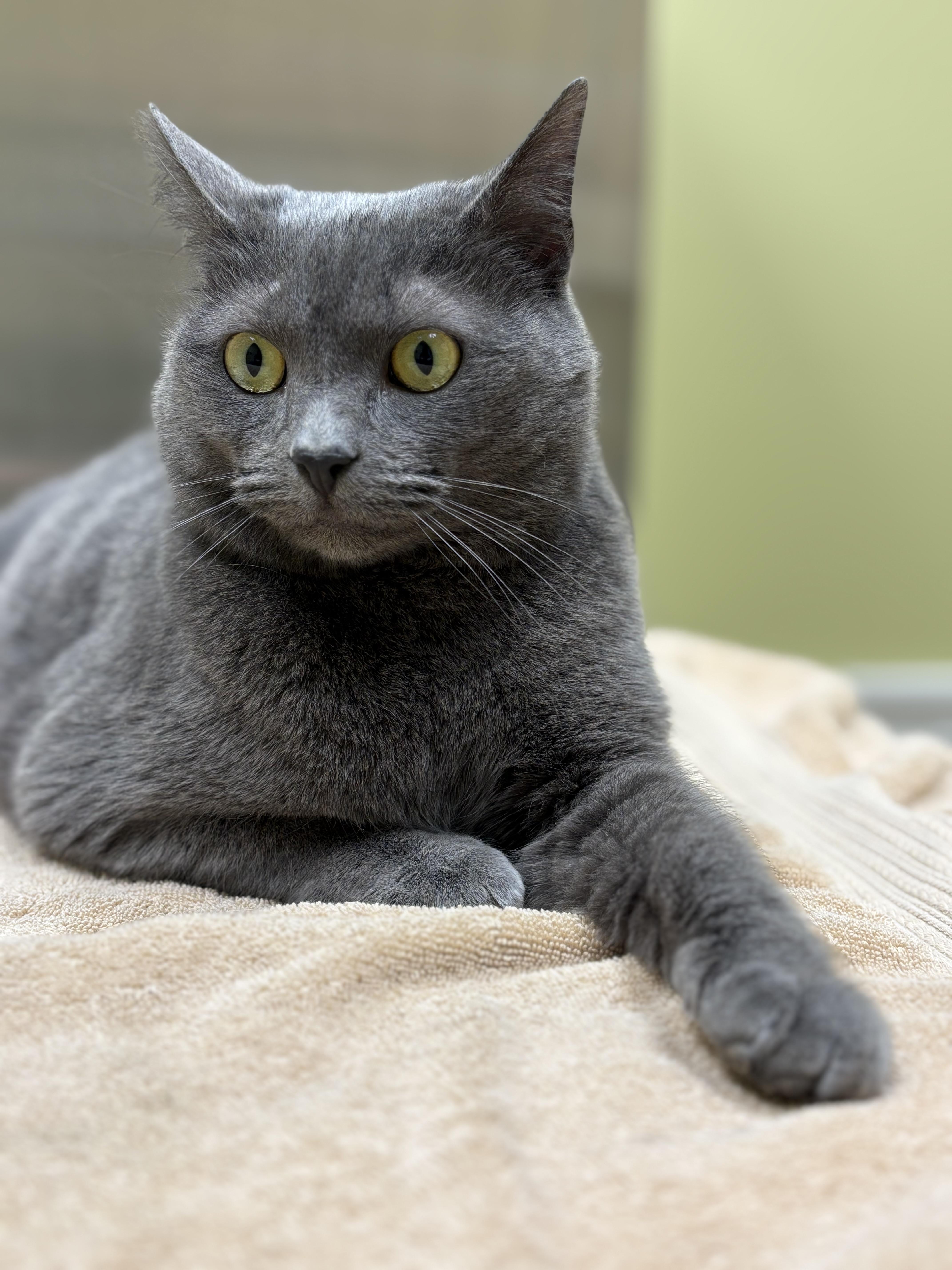 Enlarge Lita Ford, a Adoptable mixed breed in Hershey, PA image 6/6