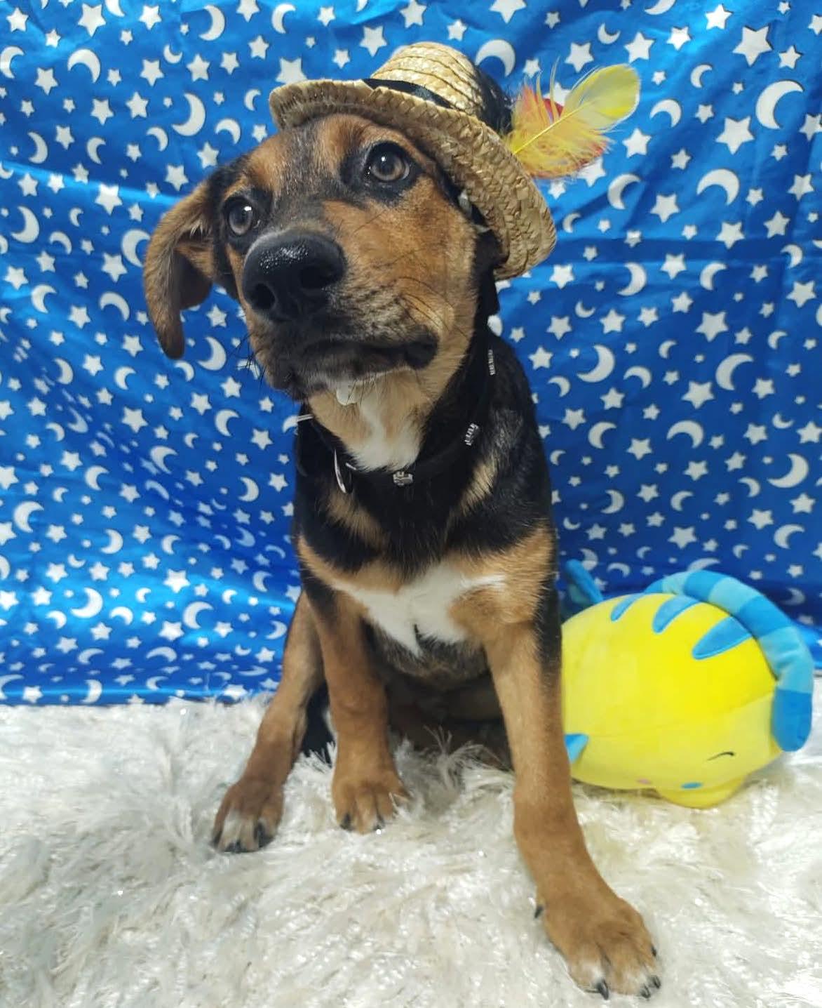 Blacky — thumbnail 2