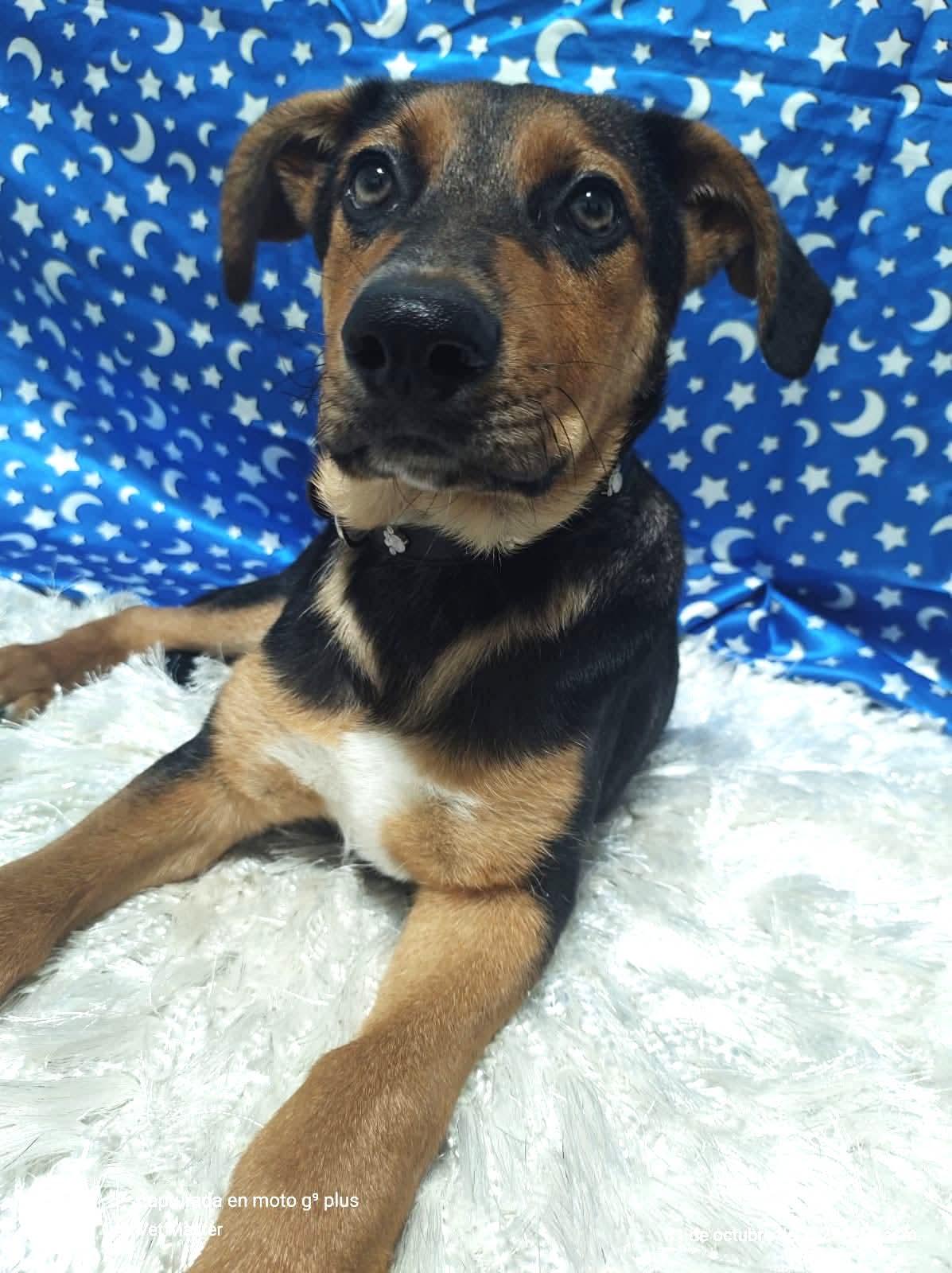 Blacky — thumbnail 4