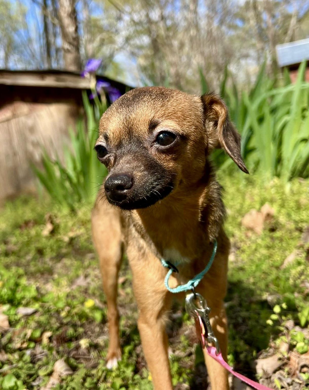Enlarge Isla, an adopted mixed breed in Pittsboro, NC image 3/4