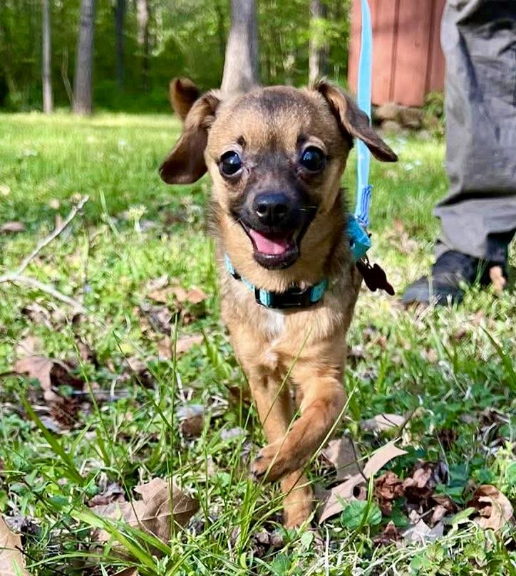 Enlarge Isla, an adopted mixed breed in Pittsboro, NC image 1/4