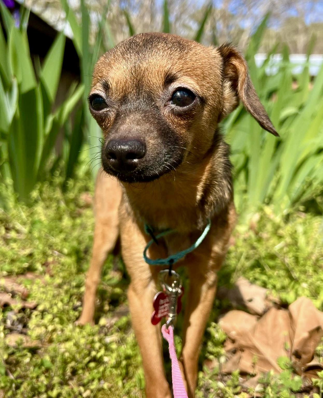 Enlarge Isla, an adopted mixed breed in Pittsboro, NC image 2/4