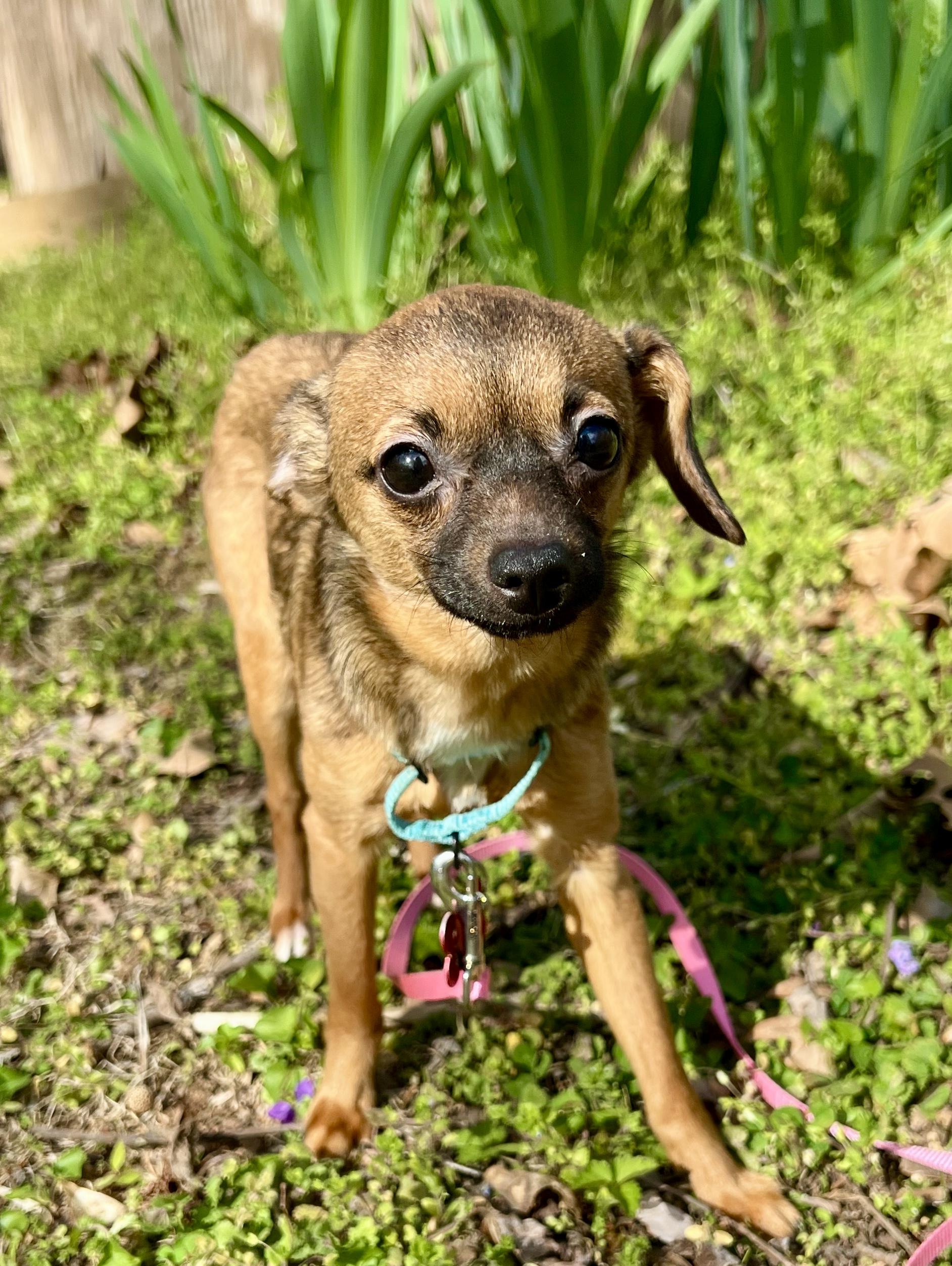 Enlarge Isla, an adopted mixed breed in Pittsboro, NC image 4/4