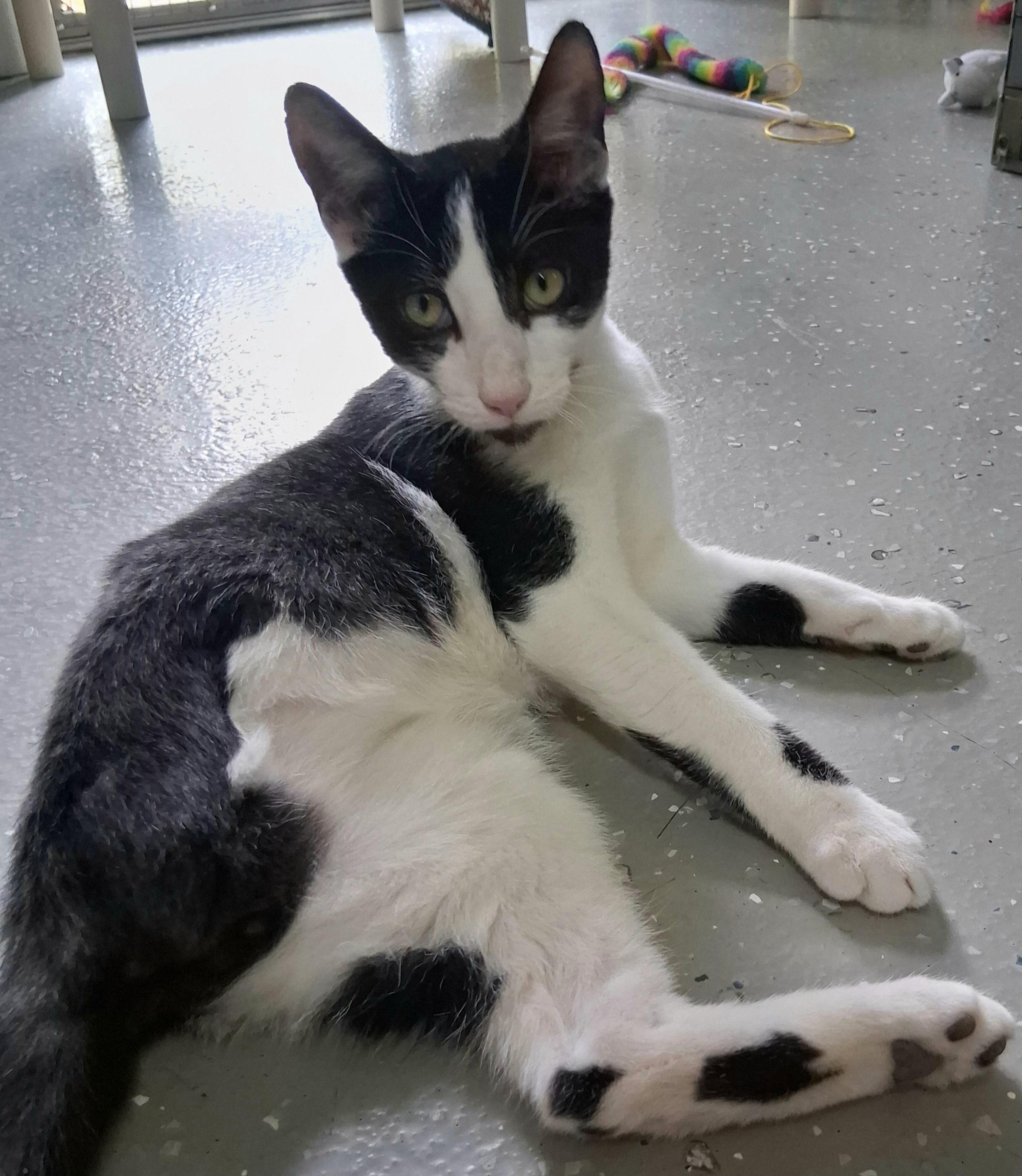 Pet Image
