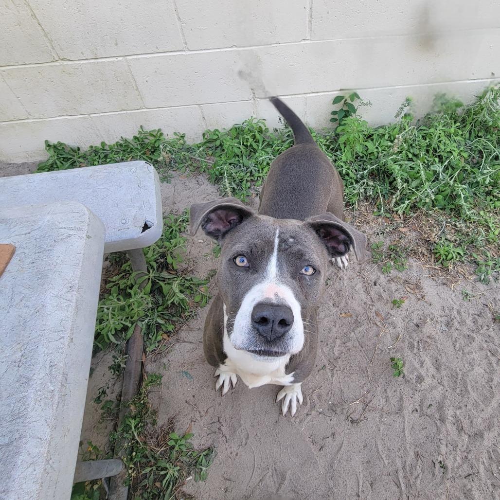 Enlarge Marina, a Adoptable Pit Bull Terrier in Lake Panasoffkee, FL image 1/4