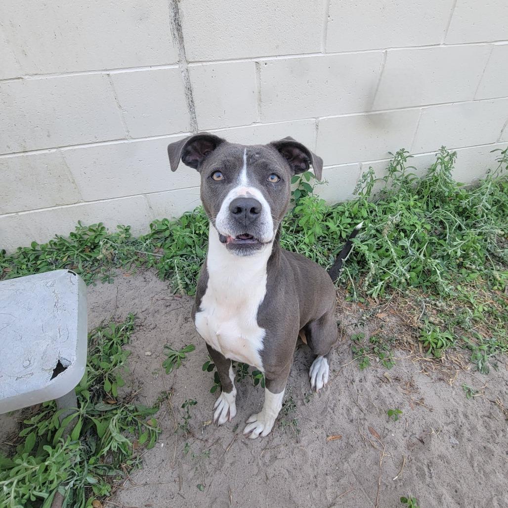 Enlarge Marina, a Adoptable Pit Bull Terrier in Lake Panasoffkee, FL image 2/4