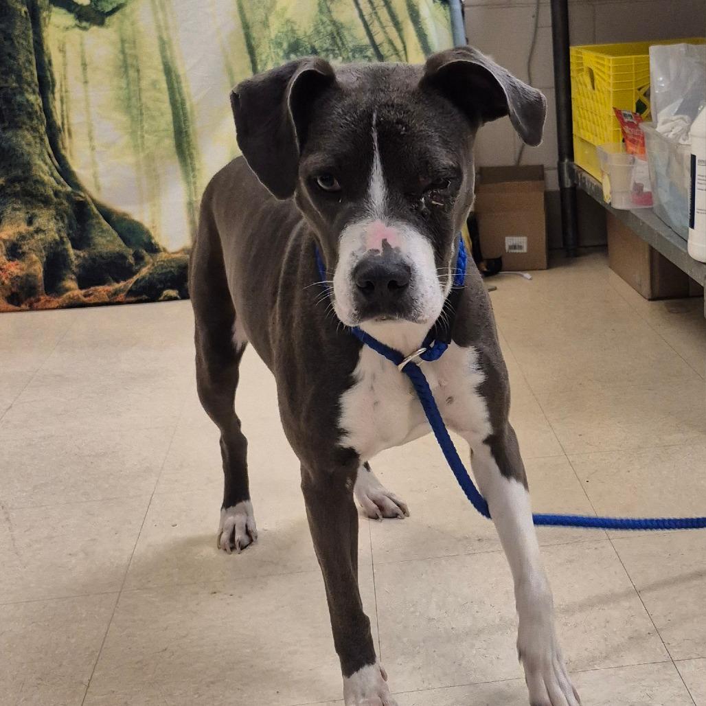 Enlarge Marina, a Adoptable Pit Bull Terrier in Lake Panasoffkee, FL image 3/4