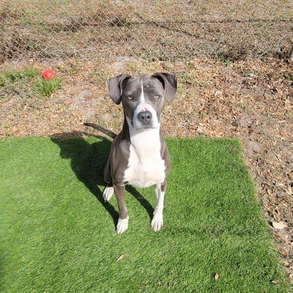 Enlarge Marina, a Adoptable Pit Bull Terrier in Lake Panasoffkee, FL image 4/4