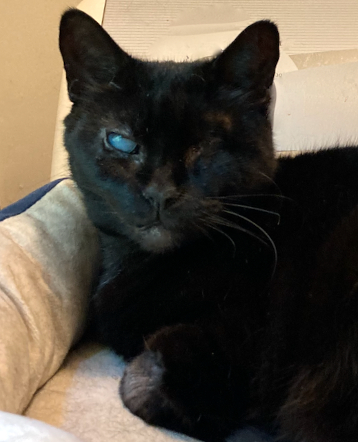 Cat for adoption Bria couch potato snuggler!, a Domestic Short Hair