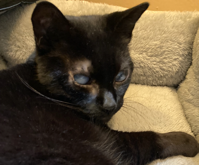 Cat for adoption Bria couch potato snuggler!, a Domestic Short Hair