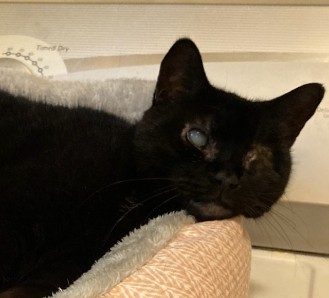 Cat for adoption Bria couch potato snuggler!, a Domestic Short Hair
