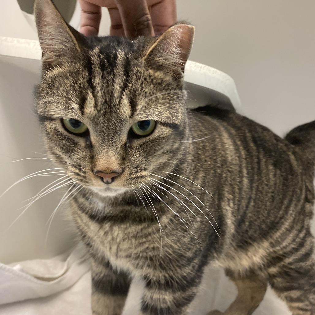 Paisley, Adoptable, Adult Male Domestic Short Hair.