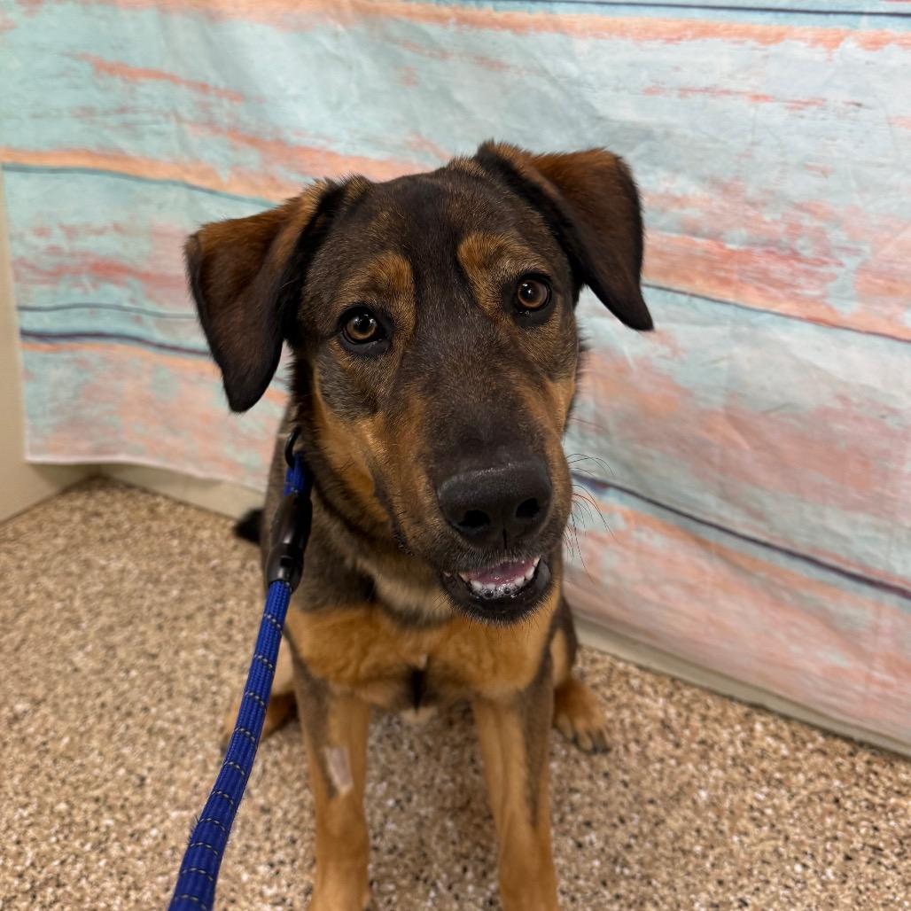Kona Bear, Adoptable, Young Male Shepherd & Mixed Breed.