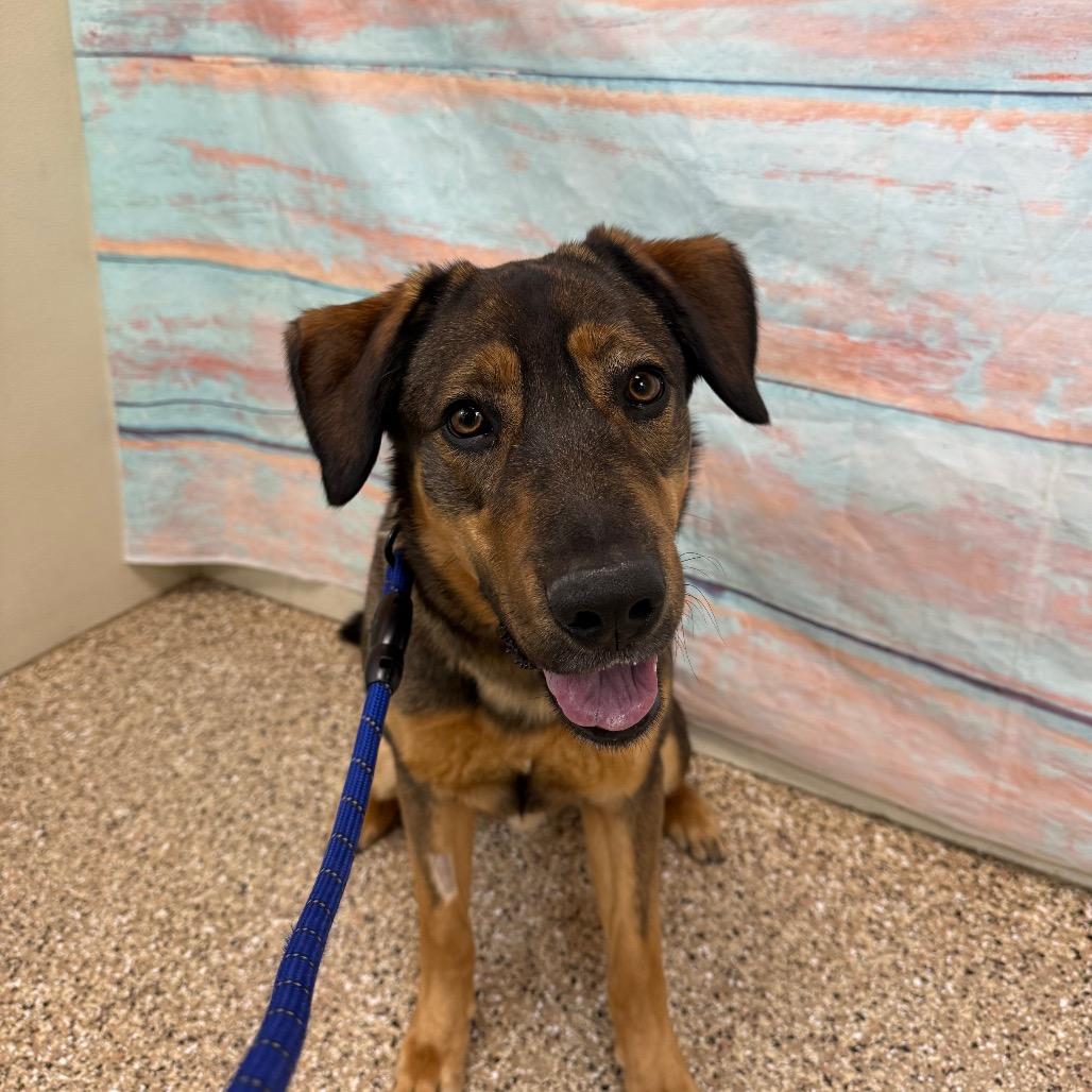 Enlarge Kona Bear, a Adoptable mixed breed in Cheyenne, WY image 2/3