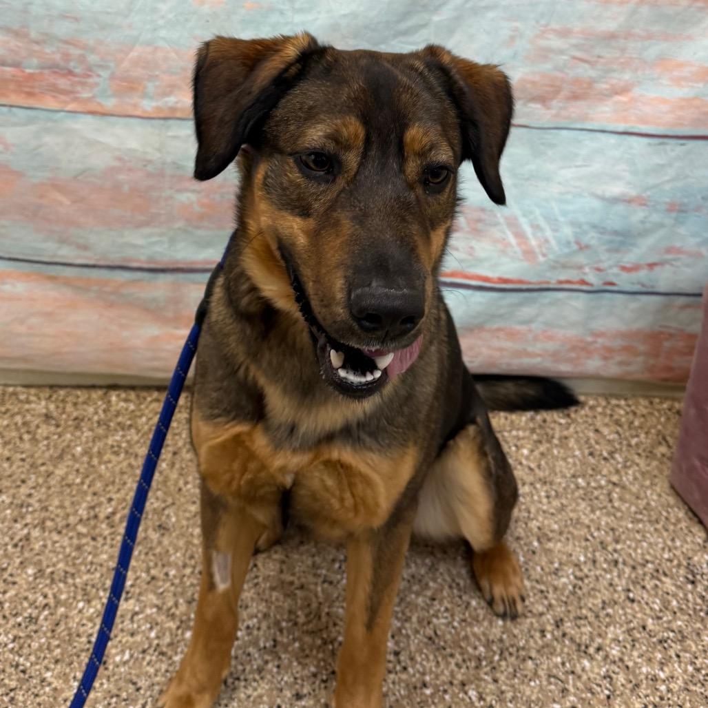 Enlarge Kona Bear, a Adoptable mixed breed in Cheyenne, WY image 3/3