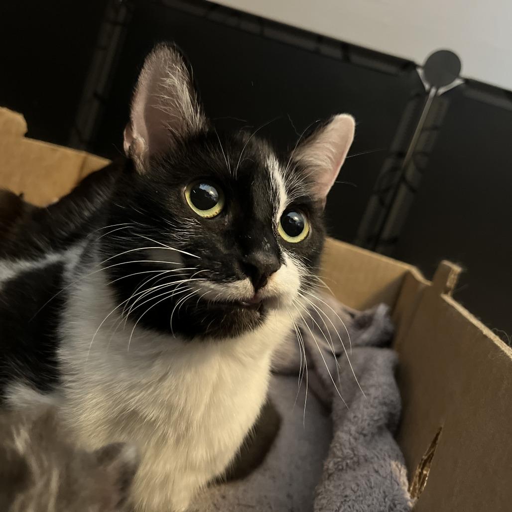 Enlarge Bread Basket, a Adoptable Domestic Short Hair in St. Paul, MN image 1/4