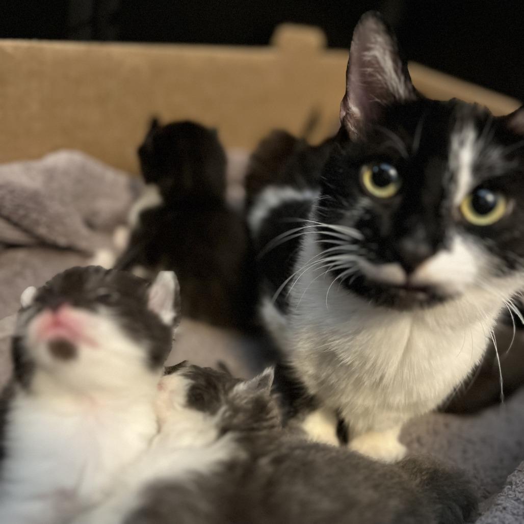 Enlarge Bread Basket, a Adoptable Domestic Short Hair in St. Paul, MN image 2/4