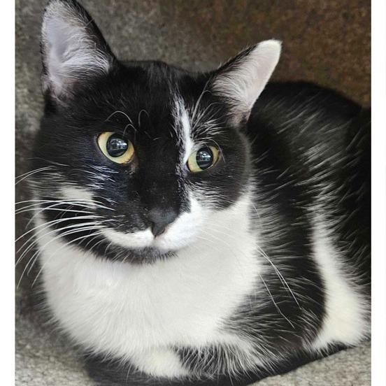 Enlarge Bread Basket, a Adoptable Domestic Short Hair in St. Paul, MN image 3/4