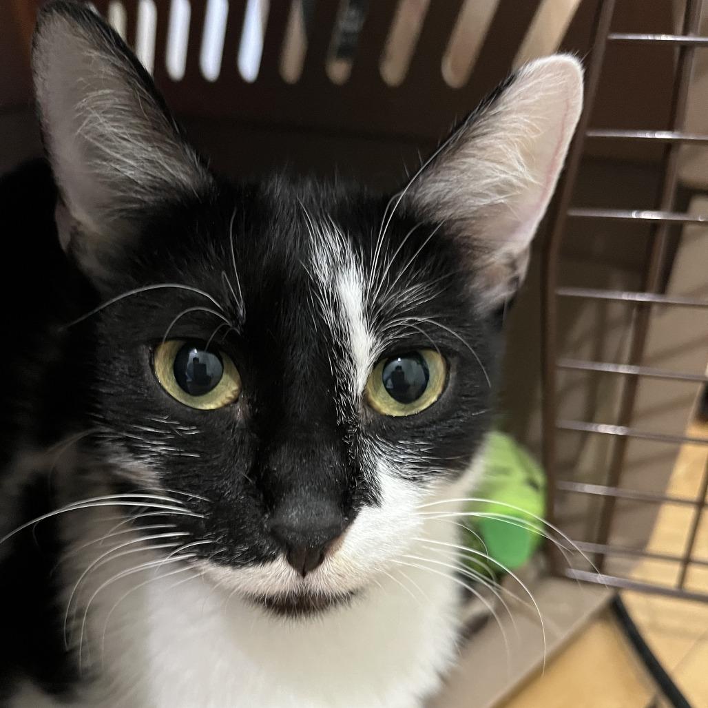 Enlarge Bread Basket, a Adoptable Domestic Short Hair in St. Paul, MN image 4/4
