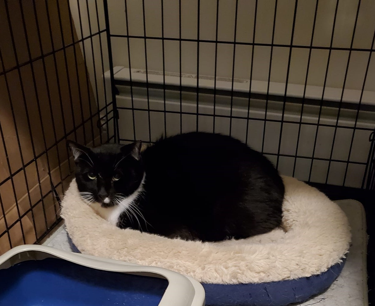 Enlarge Sylvester, a Adoptable Domestic Short Hair in Keansburg, NJ image 5/6