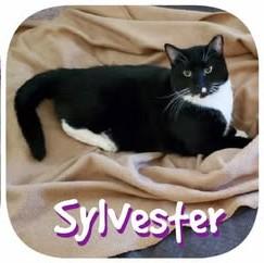 Enlarge Sylvester, a Adoptable Domestic Short Hair in Keansburg, NJ image 2/6