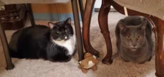 Enlarge Sylvester, a Adoptable Domestic Short Hair in Keansburg, NJ image 3/6