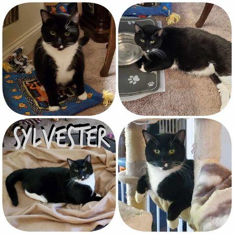 Enlarge Sylvester, a Adoptable Domestic Short Hair in Keansburg, NJ image 4/6