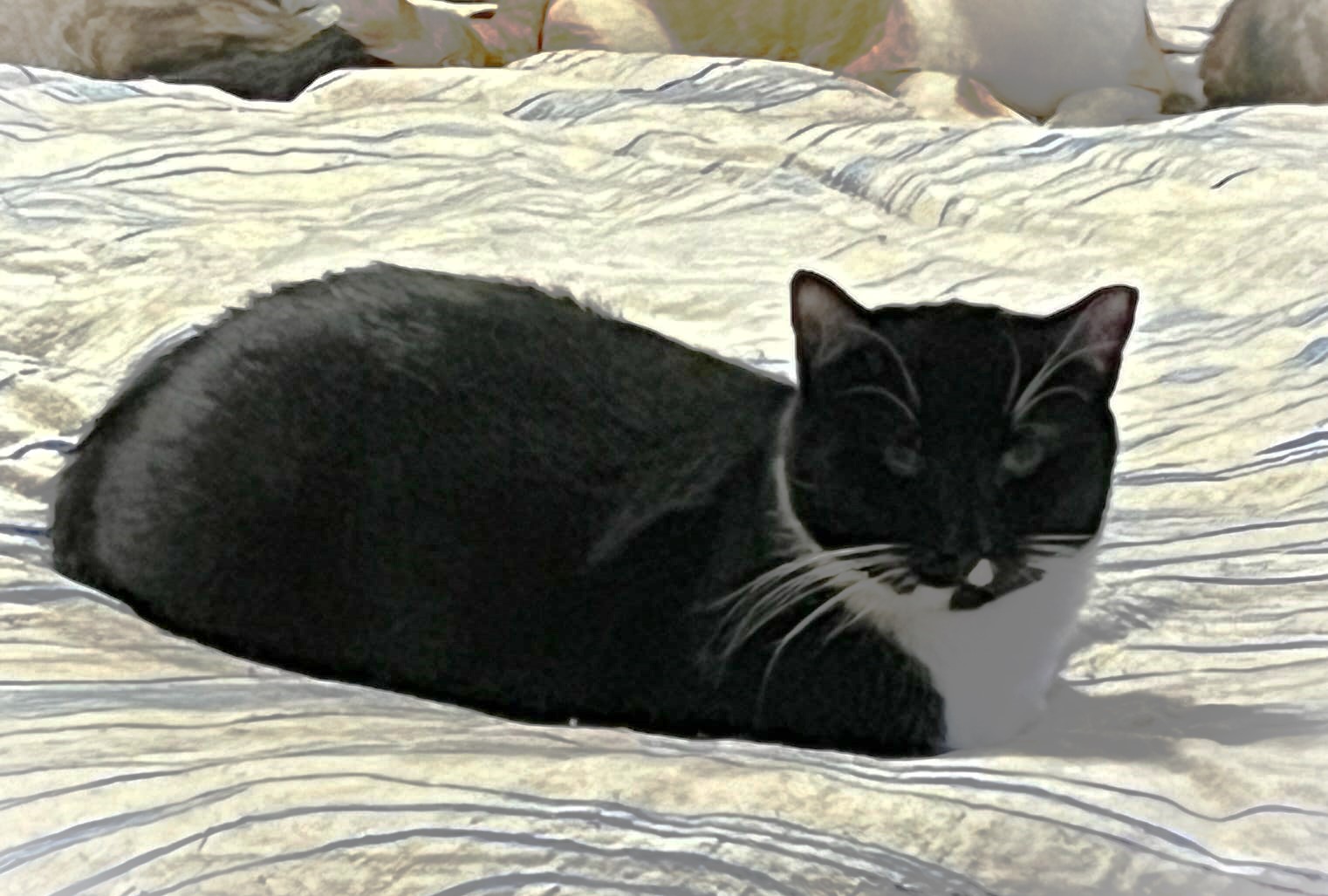 Enlarge Sylvester, a Adoptable Domestic Short Hair in Keansburg, NJ image 6/6