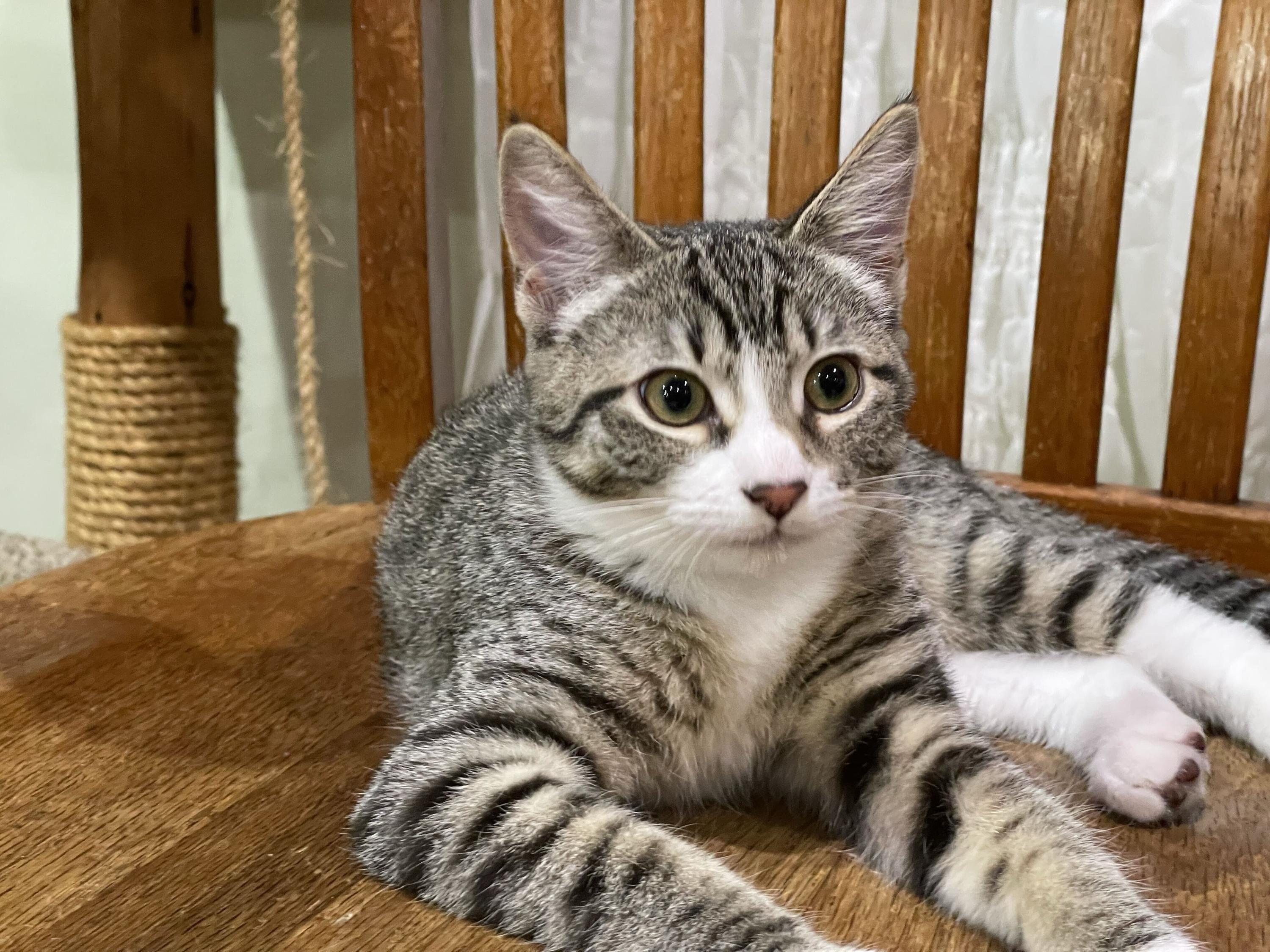 Enlarge Tokitae and Cathlamet, a Adoptable Domestic Short Hair in Seattle, WA image 4/6