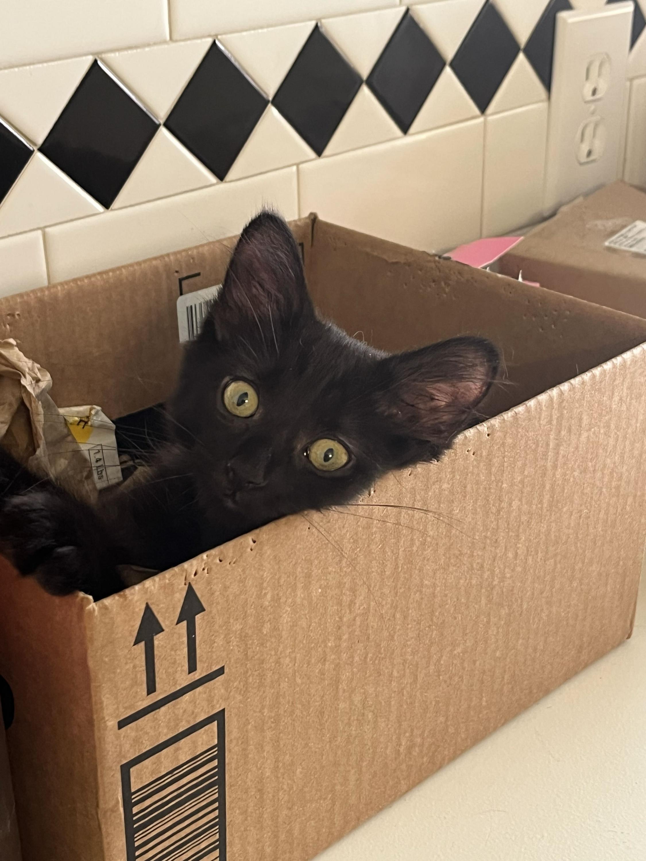 Enlarge Tokitae and Cathlamet, a Adoptable Domestic Short Hair in Seattle, WA image 5/6