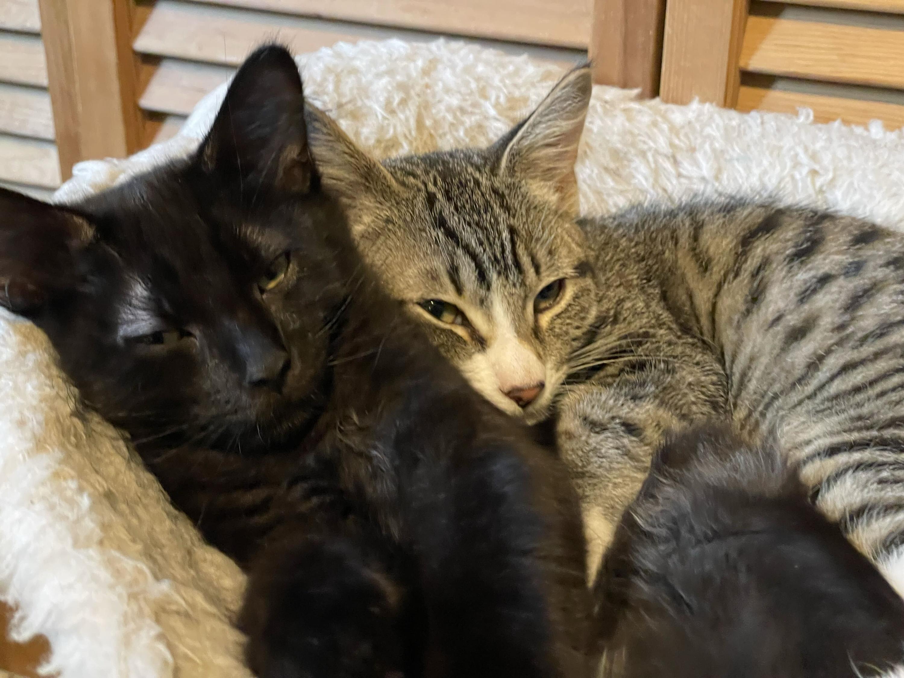 Tokitae and Cathlamet, Adoptable, Kitten Female Domestic Short Hair.