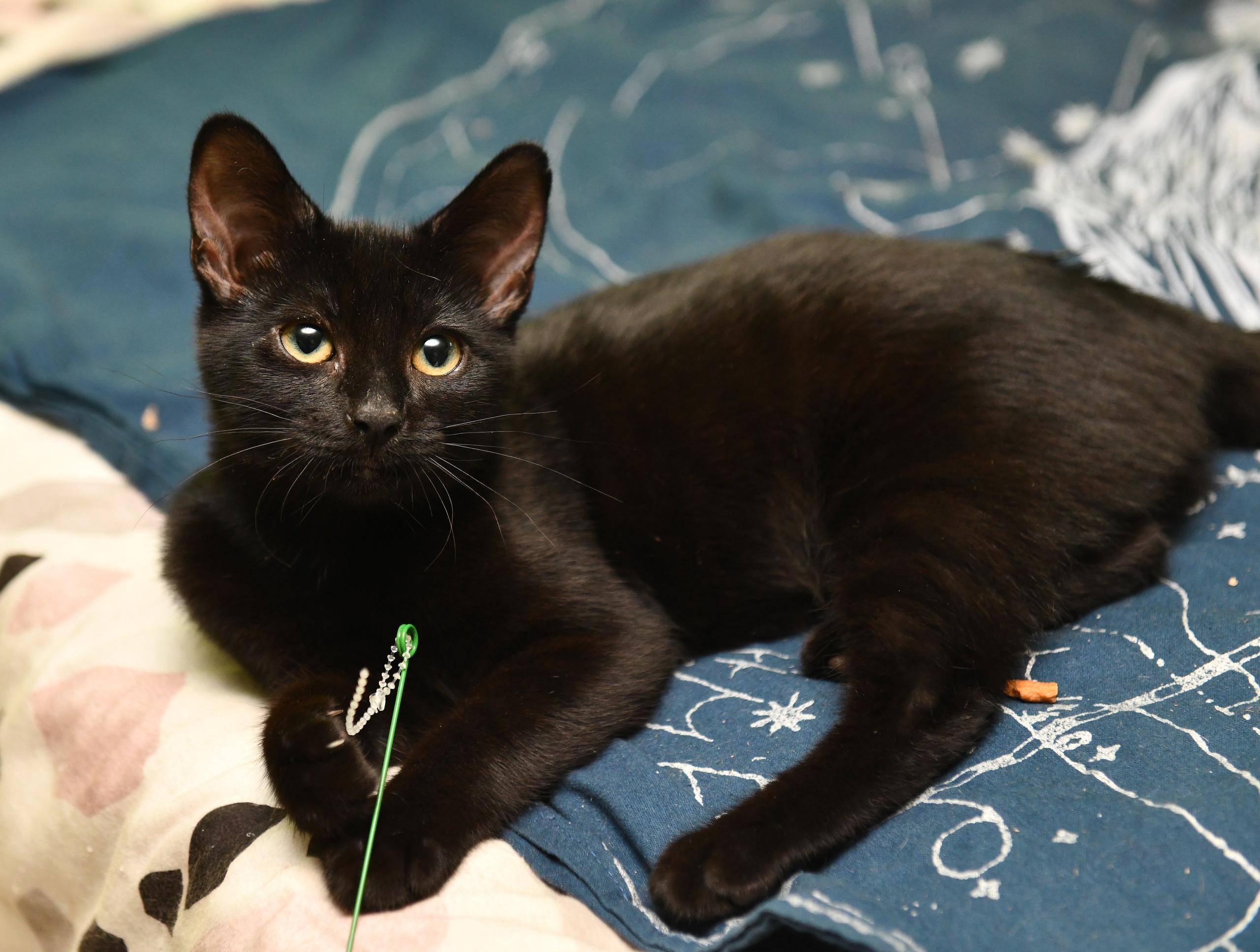 Enlarge Tokitae and Cathlamet, a Adoptable Domestic Short Hair in Seattle, WA image 3/6