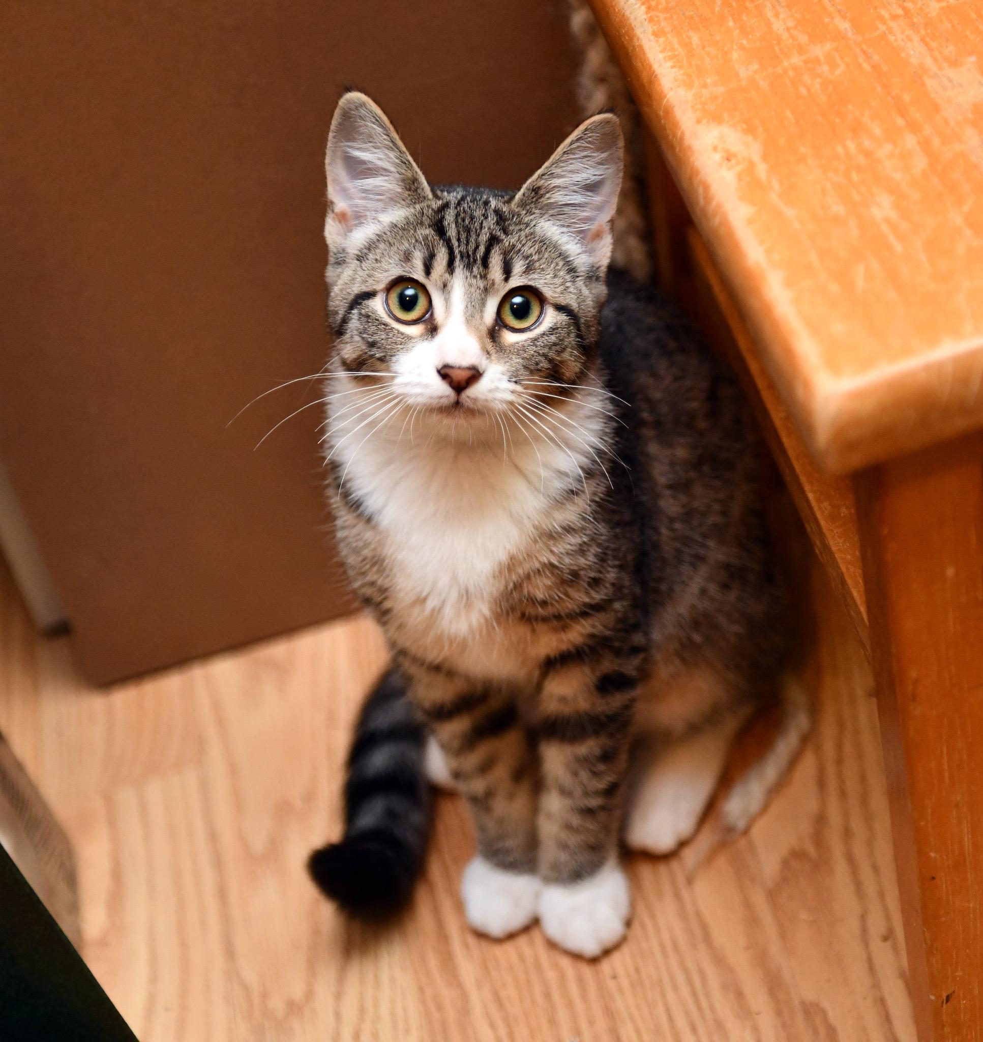 Enlarge Tokitae and Cathlamet, a Adoptable Domestic Short Hair in Seattle, WA image 2/6