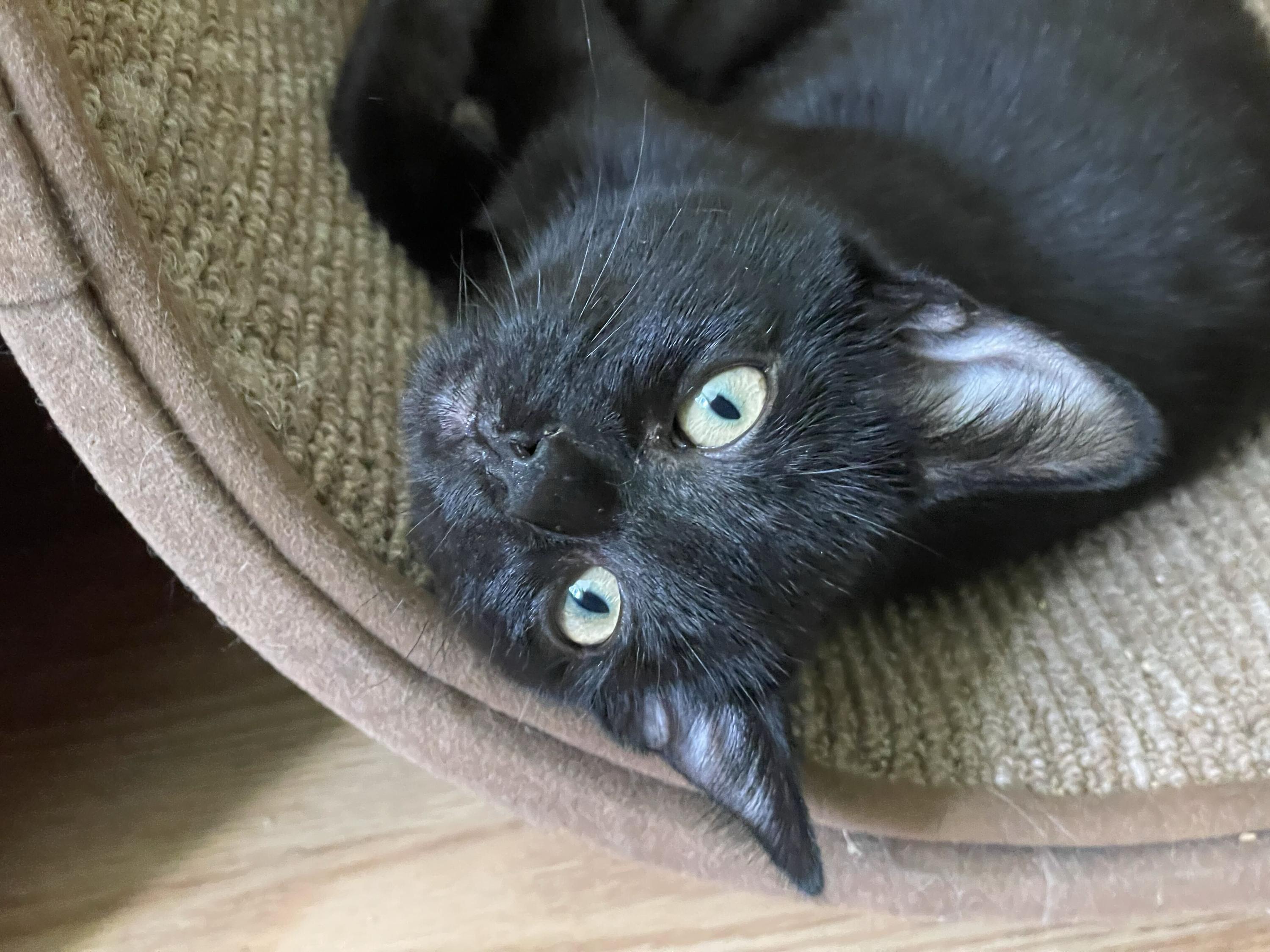Enlarge Tokitae and Cathlamet, a Adoptable Domestic Short Hair in Seattle, WA image 6/6