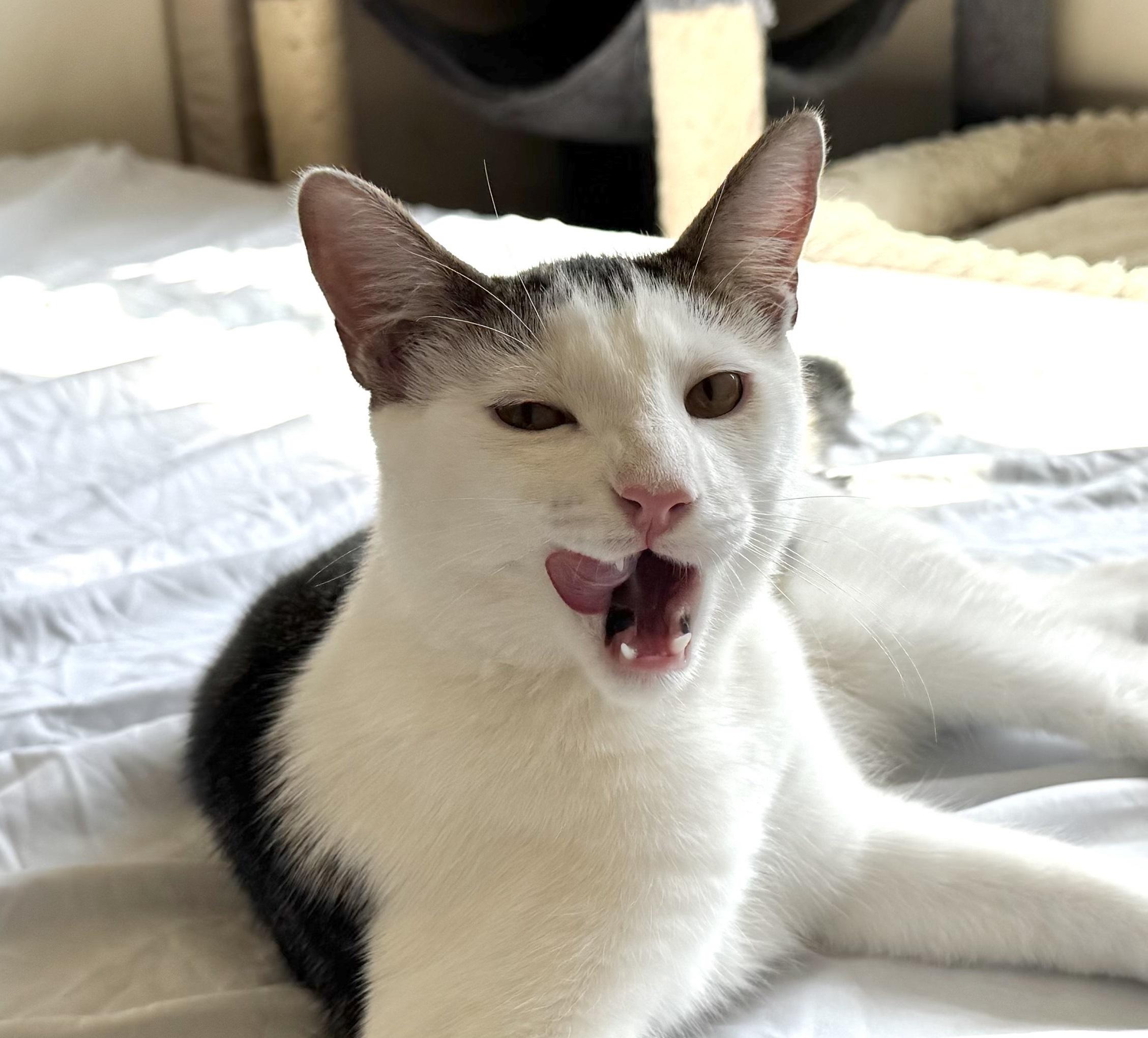 Guacamole #brother-of-Chip